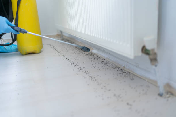 Best Wasp Removal Services  in Concord, MO
